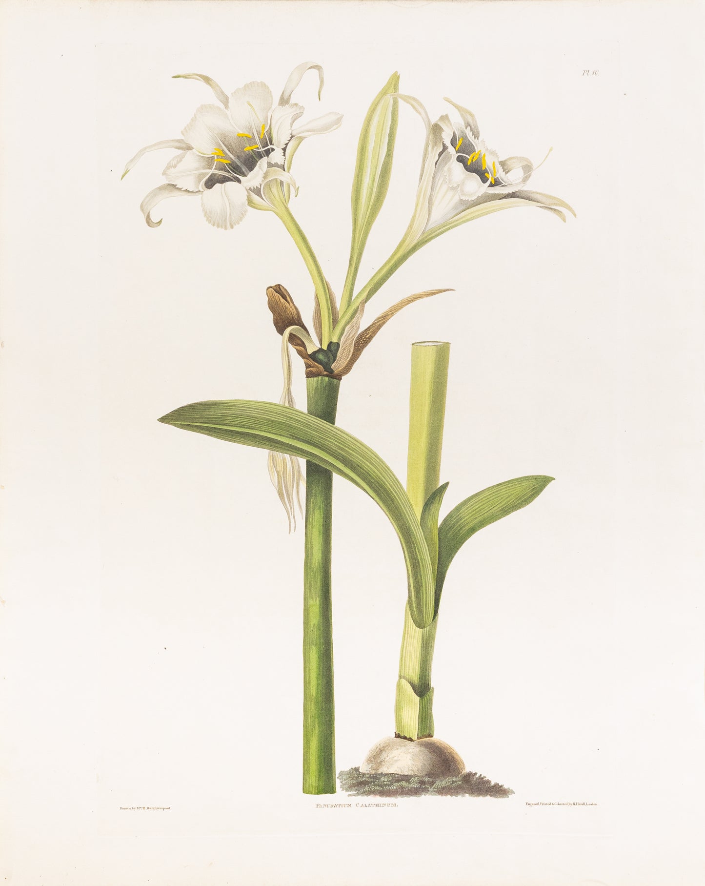 Falkner Bury, Priscilla Susan. Pancratum Calathinum, Plate 10. London, 1831-34.