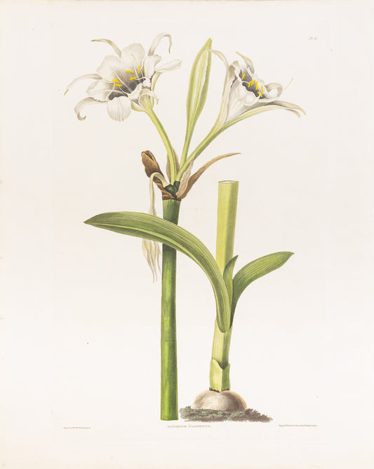 Falkner Bury, Priscilla Susan. Pancratum Calathinum, Plate 10. London, 1831-34.