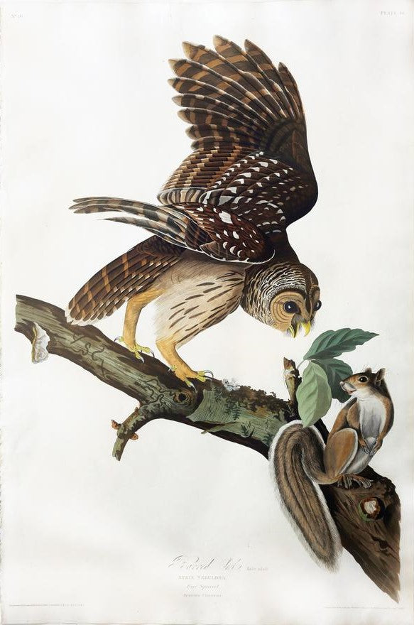 John James Audubon (1785-1851), Plate XLVI Barred Owl