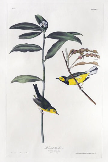 John James Audubon (1785-1851), Plate CX Hooded Warbler