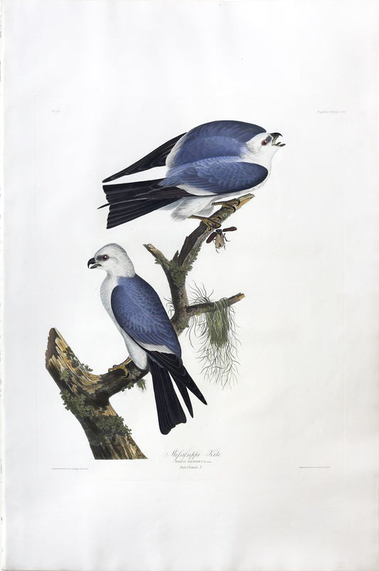 John James Audubon (1785-1851), Plate CXVII Mississippi Kite