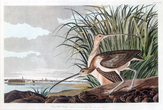 John James Audubon (1785-1851) Plate CCXXXI Long Billed Curlew