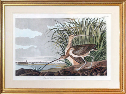 John James Audubon (1785-1851) Plate CCXXXI Long Billed Curlew