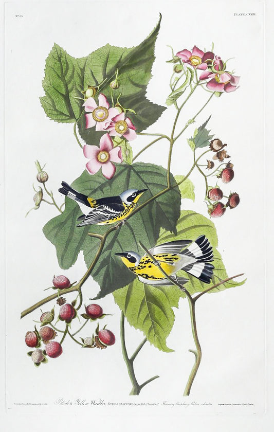 John James Audubon (1785-1851), Plate CXXIII Black and Yellow Warbler
