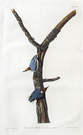 John James Audubon (1785-1851), Plate CXXV Brown-headed Nuthatch