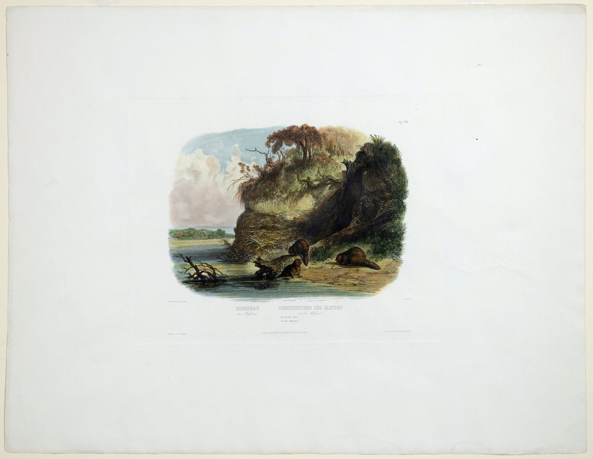 BODMER, Karl (1809-1893), Beaver Hut, Vig. XVII