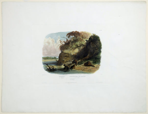 BODMER, Karl (1809-1893), Beaver Hut, Vig. XVII