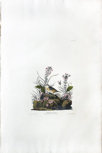 John James Audubon (1785-1851), Plate CXXX Yellow-winged Sparrow