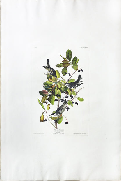 John James Audubon (1785-1851), Plate CXXXIII Black-poll Warbler