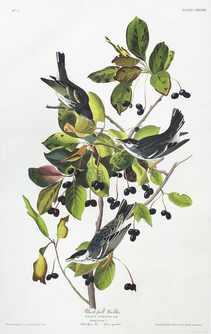 John James Audubon (1785-1851), Plate CXXXIII Black-poll Warbler