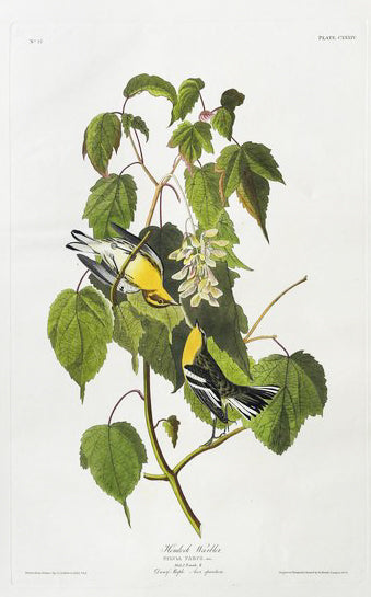 John James Audubon (1785-1851), Plate CXXXIV Hemlock Warbler