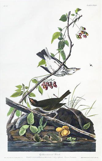John James Audubon (1785-1851), Plate CXLIII Golden-crowned Thrush