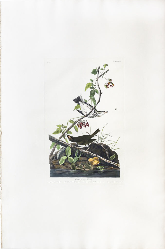 John James Audubon (1785-1851), Plate CXLIII Golden-crowned Thrush