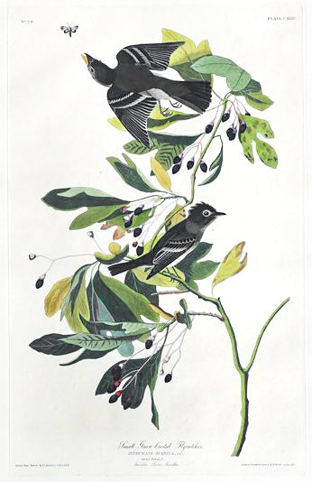 John James Audubon (1785-1851), Plate CXLIV Small Green Crested Flycatcher