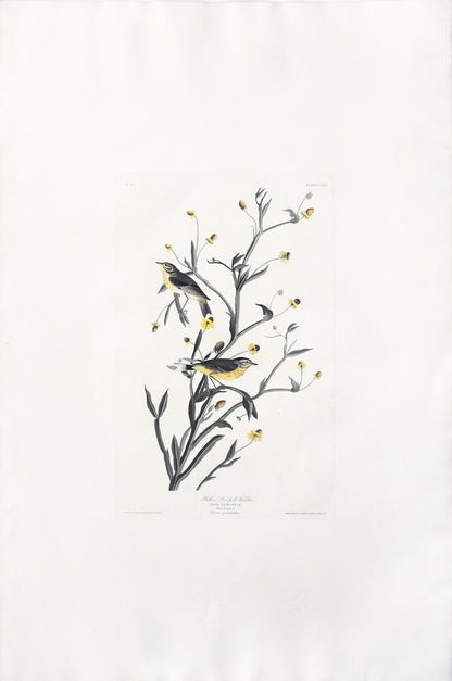 John James Audubon (1785-1851), Plate CXLV Yellow Red-poll Warbler
