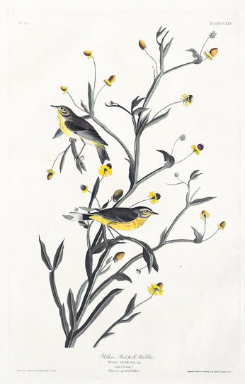John James Audubon (1785-1851), Plate CXLV Yellow Red-poll Warbler