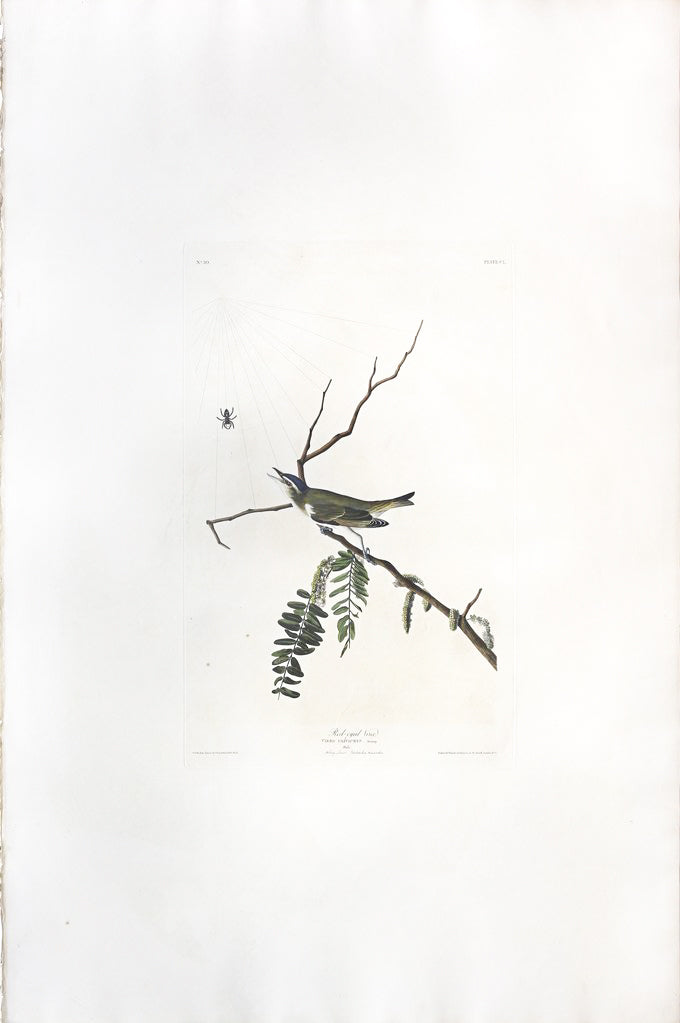 John James Audubon (1785-1851), Plate CL Red-eyed Vireo