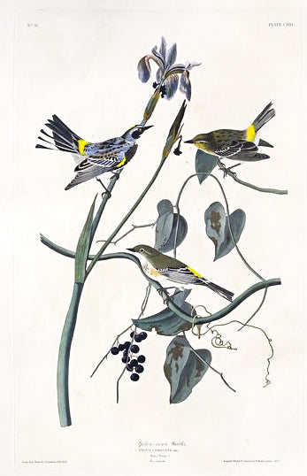 John James Audubon (1785-1851), Plate CLIII Yellow-crown Warbler