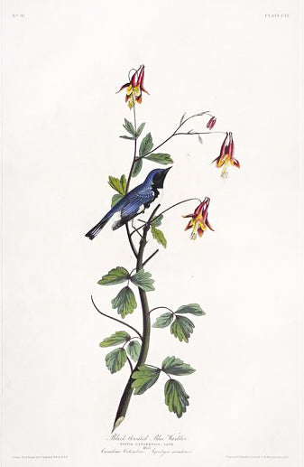 John James Audubon (1785-1851), Plate CLV Black-throated Blue Warbler