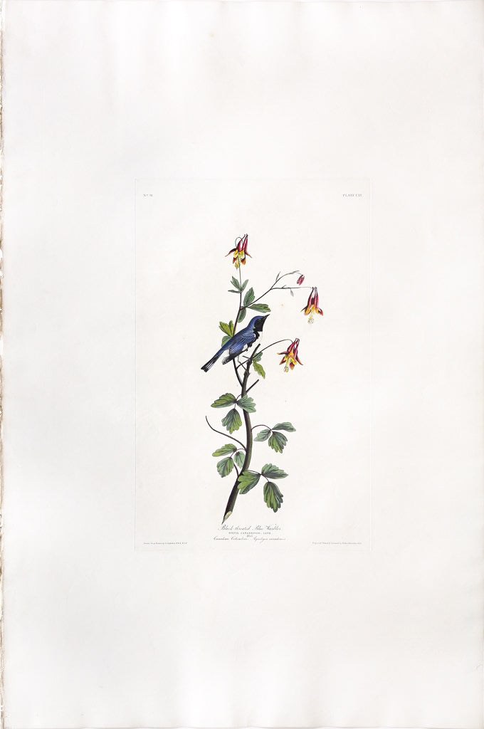 John James Audubon (1785-1851), Plate CLV Black-throated Blue Warbler