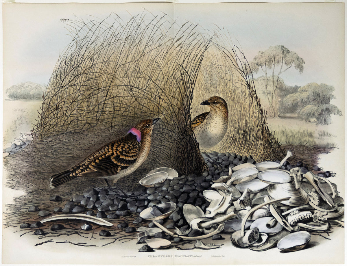 John Gould (1804-1881), & Elizabeth Gould (1804-1841), Chlamydera Maculata [Spotted Bowerbird]