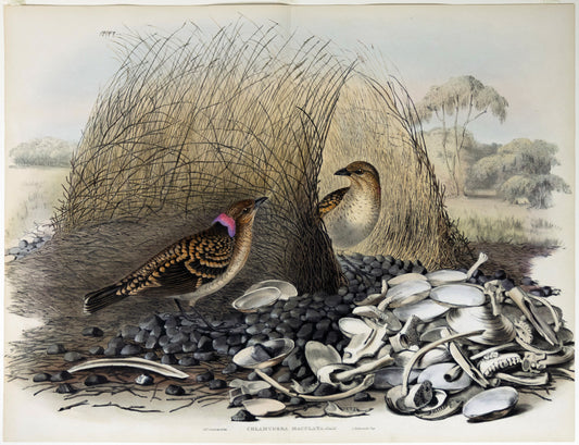 John Gould (1804-1881), & Elizabeth Gould (1804-1841), Chlamydera Maculata [Spotted Bowerbird]