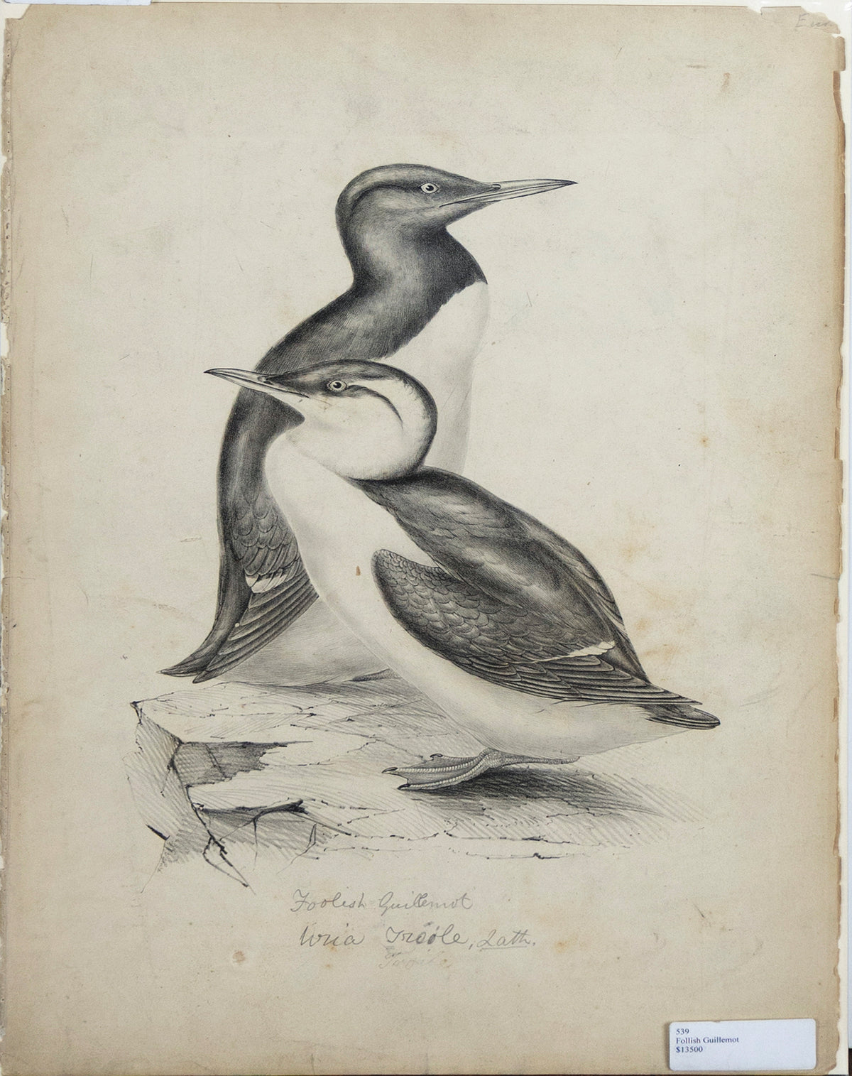 John Gould (1804-1881), Foolish Guillemot [PROOF for Birds of Europe]