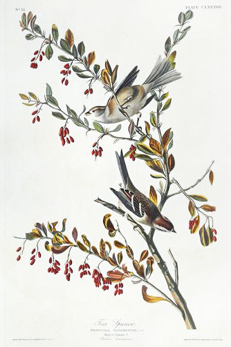 John James Audubon (1785-1851), Plate CLXXXVIII Tree Sparrow