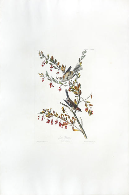 John James Audubon (1785-1851), Plate CLXXXVIII Tree Sparrow