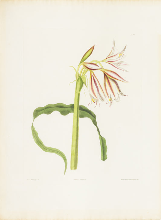 Falkner Bury, Priscilla Susan. Crinum Ornatum, Plate 18. London, 1831-34.