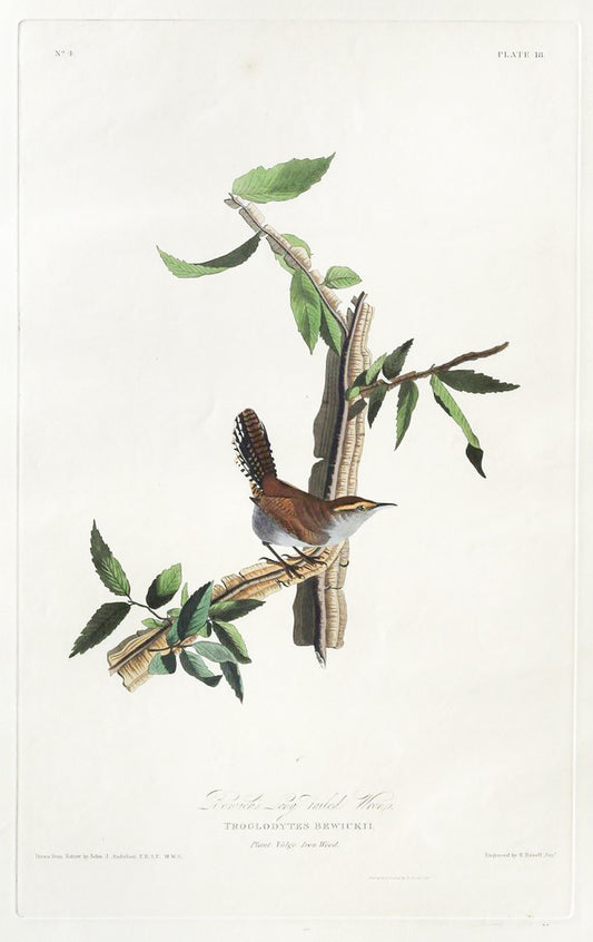 John James Audubon (1785-1851), Plate XVIII Bewick's Wren