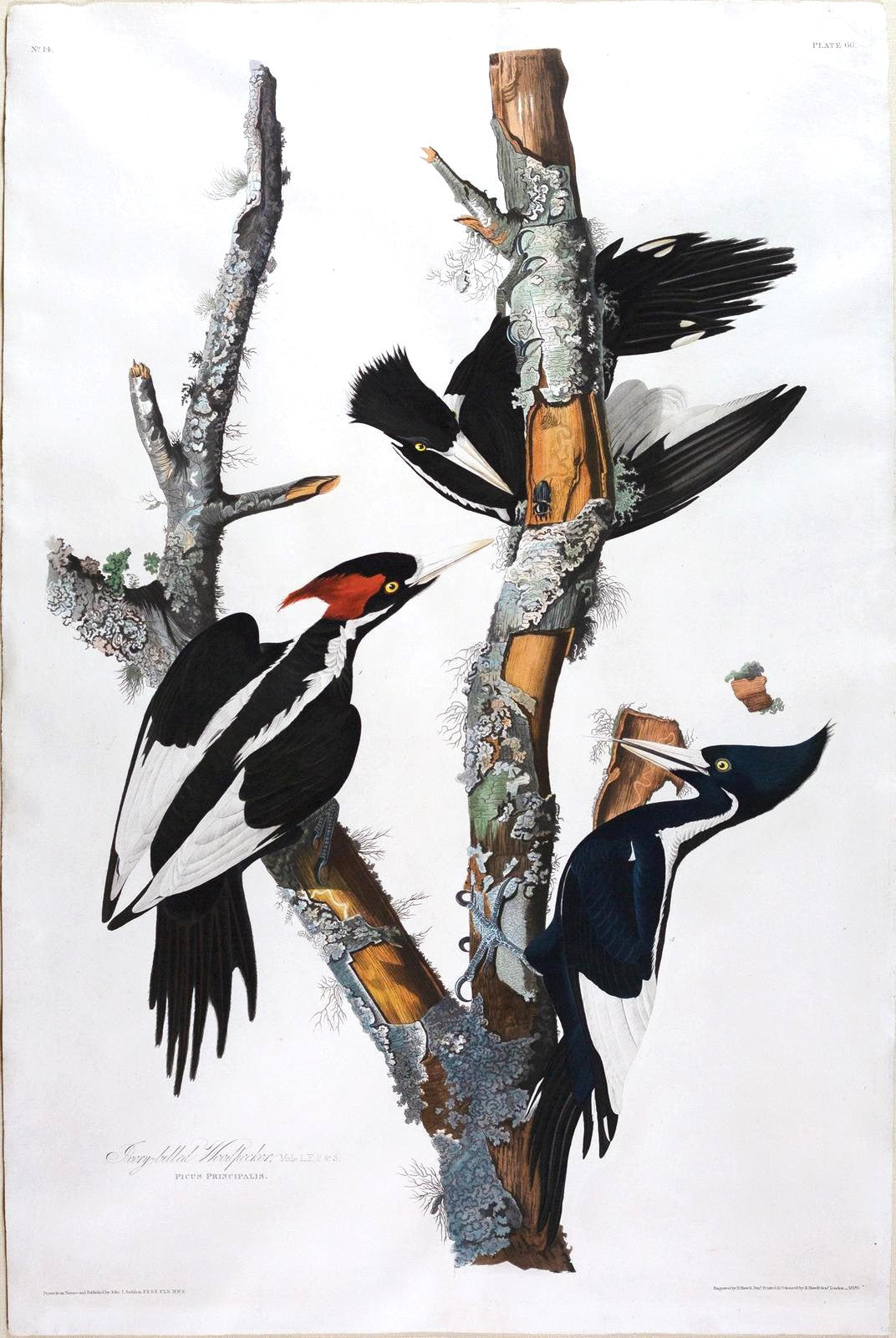 John James Audubon (1785-1851), Plate LXVI Ivory-billed Woodpecker