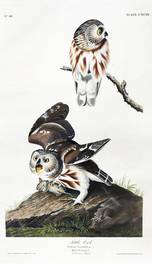 John James Audubon (1785-1851), Plate CXCIX Little Owl