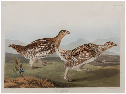 AUDUBON, John James (1785 - 1851), Sharp-tailed Grous, Plate 382