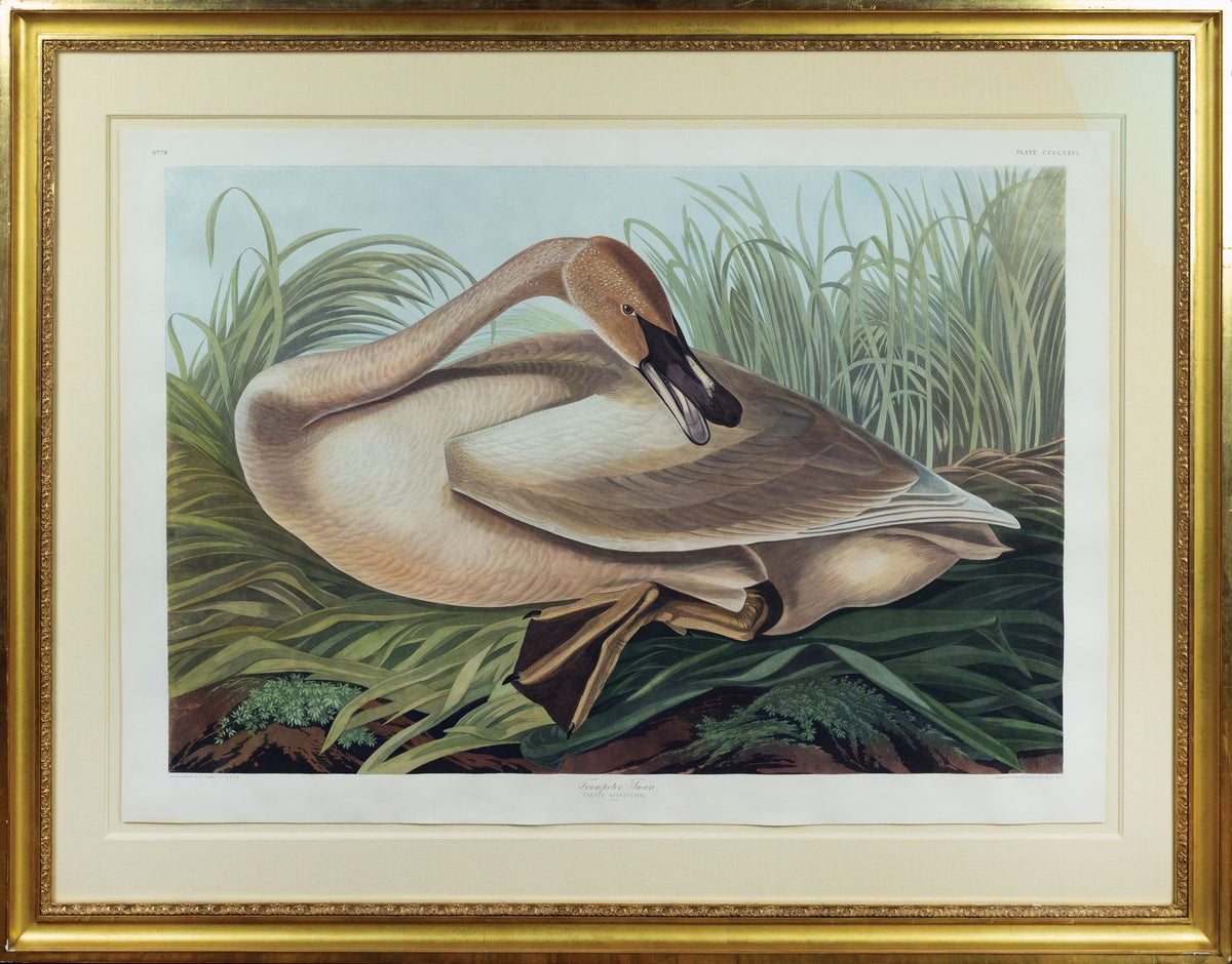 AUDUBON, John James (1785 - 1851), Trumpeter Swan (Young), (Plate 376), 1827–1838