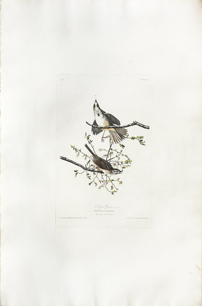 John James Audubon (1785-1851), Plate XXV Song Sparrow