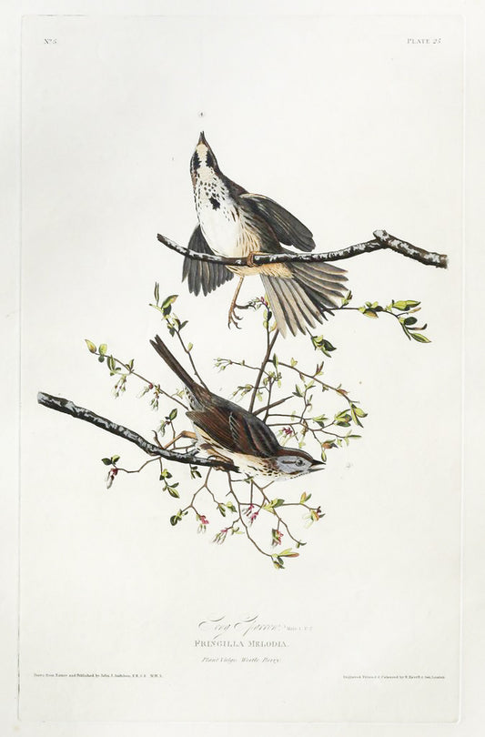 John James Audubon (1785-1851), Plate XXV Song Sparrow