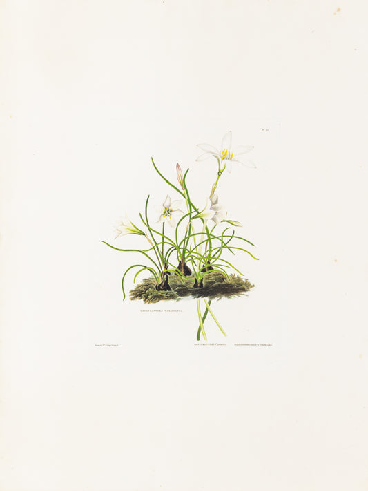 Falkner Bury, Priscilla Susan. Zephyranthes Tubispatha and Candida, Plate 25. London, 1831-34.