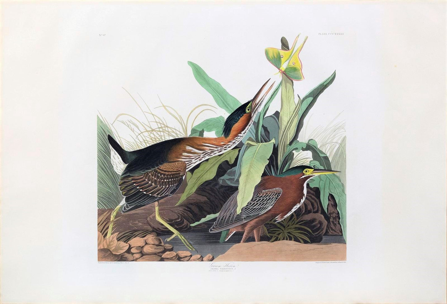 AUDUBON, John James (1785 - 1851). Plate 333, Green Heron