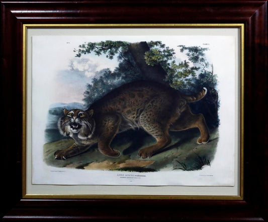 John James Audubon. Wildcat. 1845.