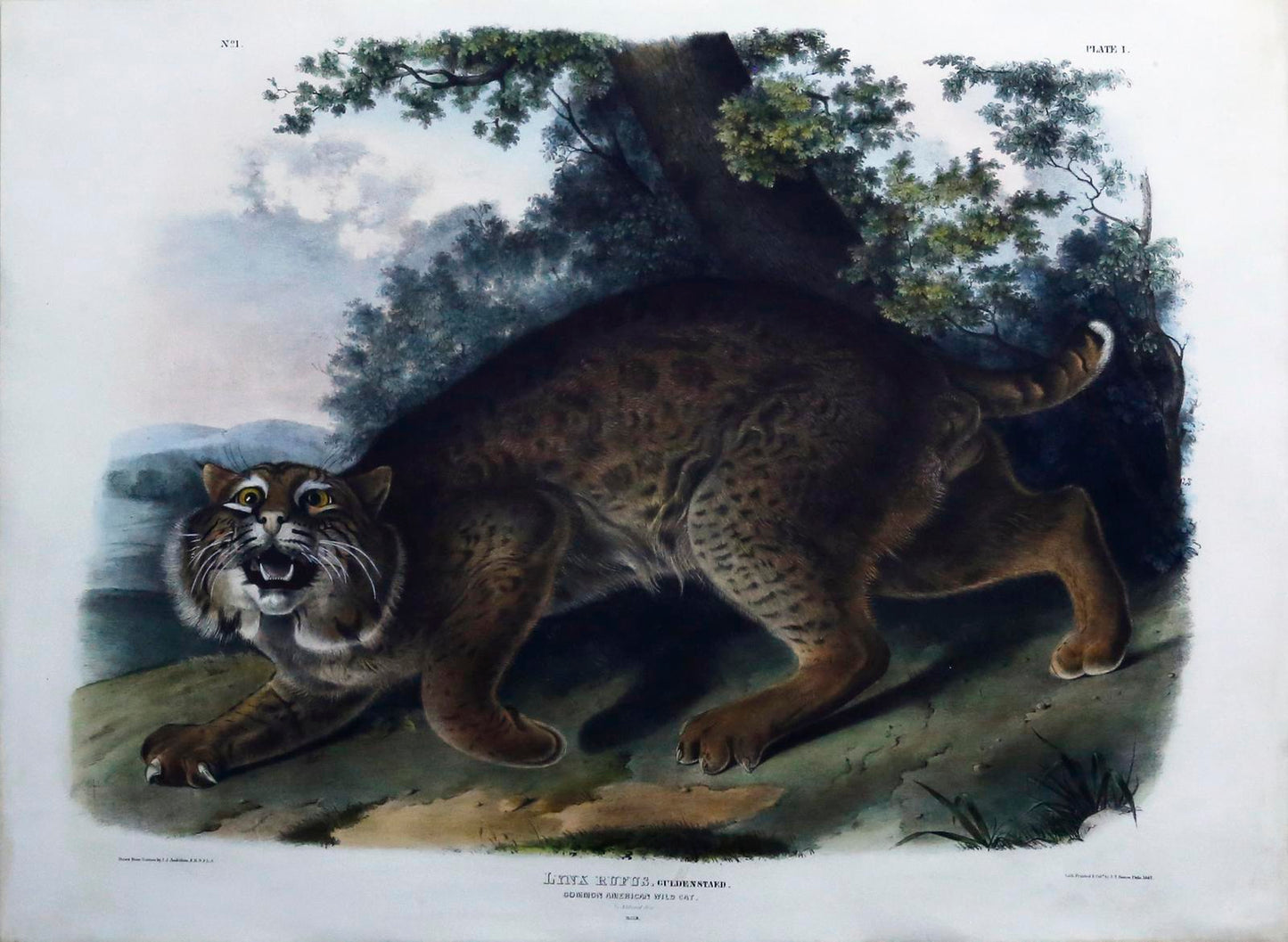 John James Audubon. Wildcat. 1845.