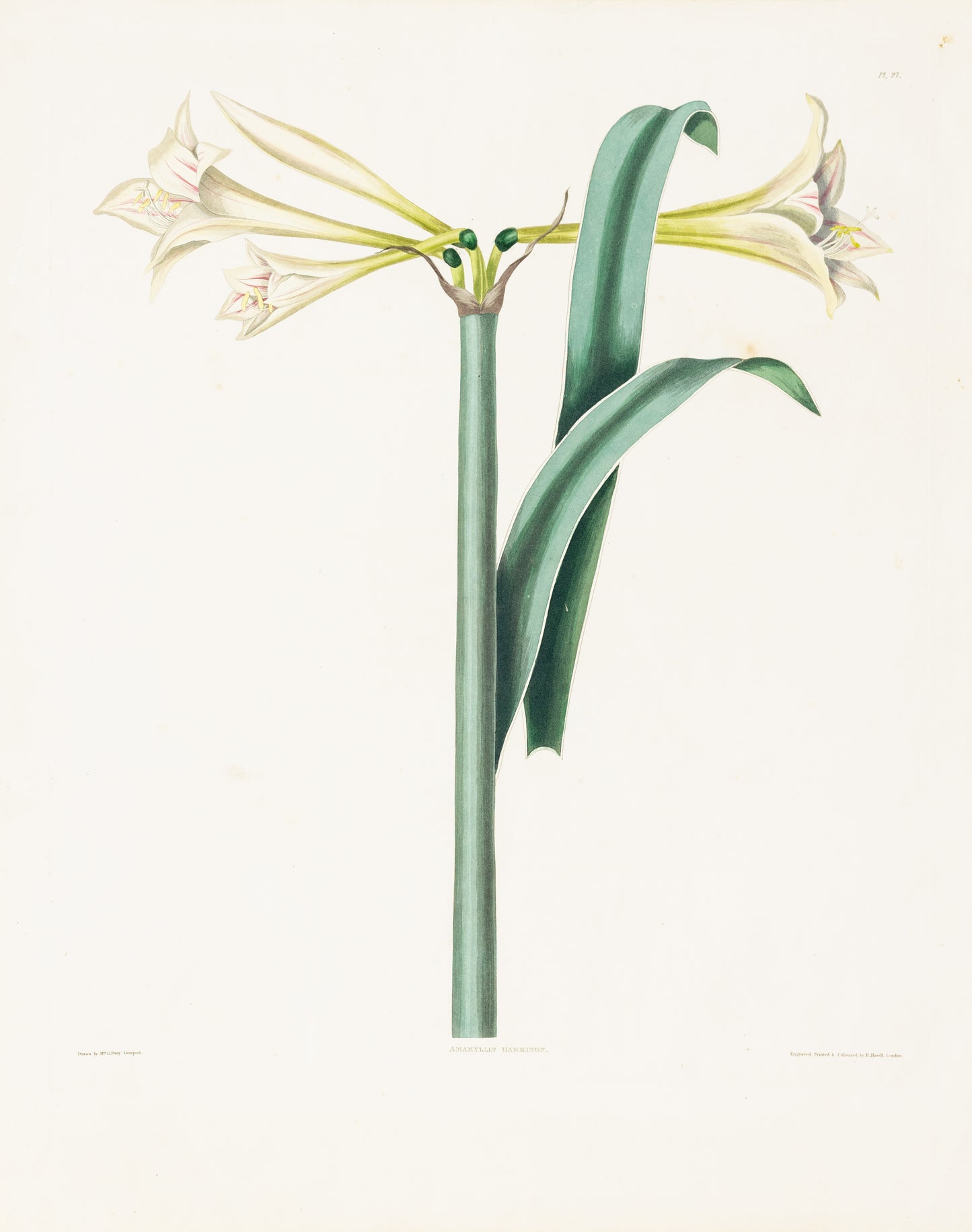 Falkner Bury, Priscilla Susan. Amaryllis Harrison, Plate 27. London, 1831-34.
