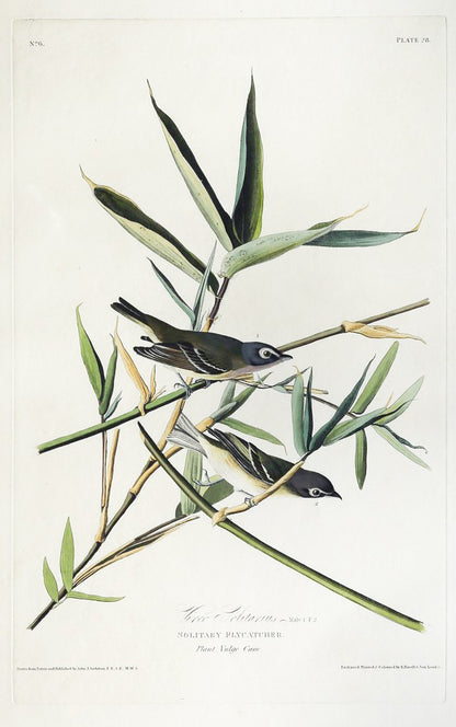 John James Audubon (1785-1851), Plate XXVIII Solitary Flycatcher
