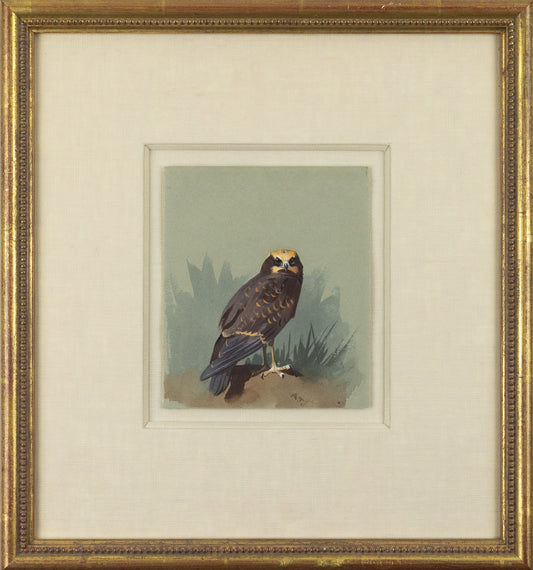 THORBURN, Archibald (British, 1860-1935). Bird of Prey.