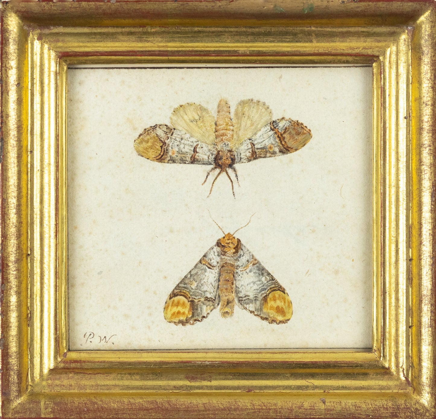 WITHOOS, Pieter (Dutch, 1654-1693). Study of Two Moths.