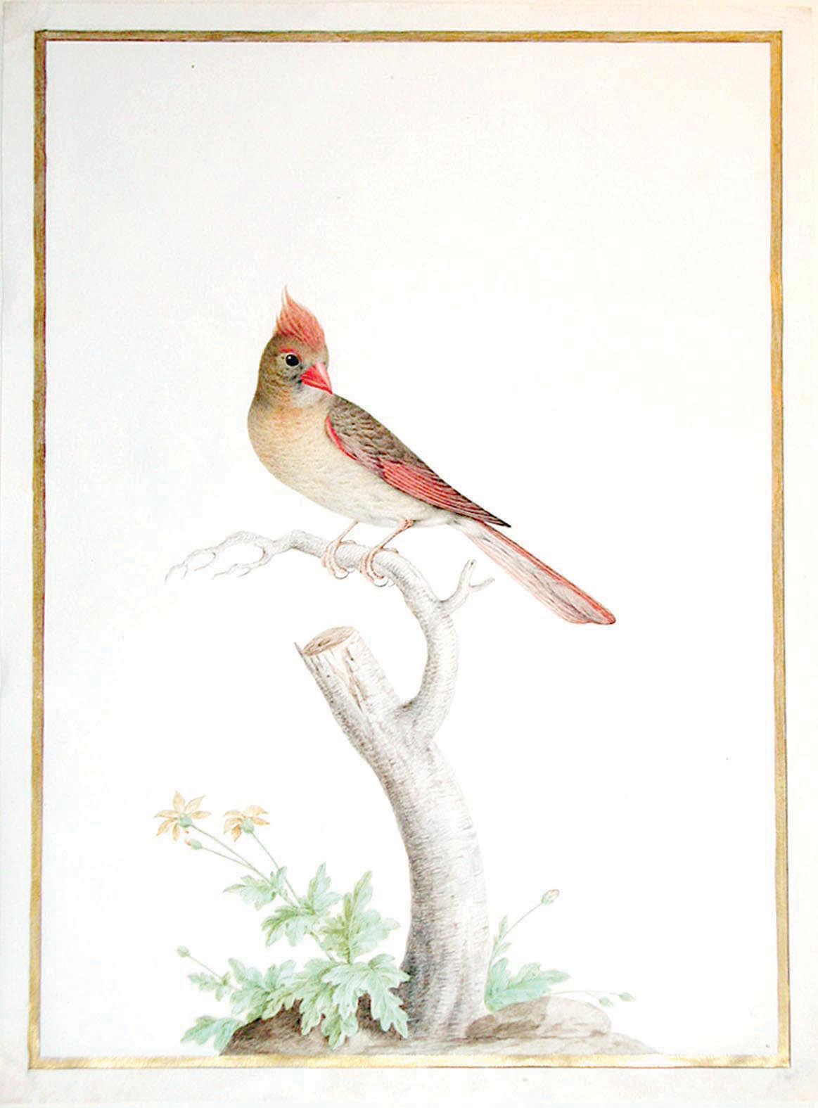 ROBERT, Nicolas (French, 1614-1685), Northern Cardinal (Female)