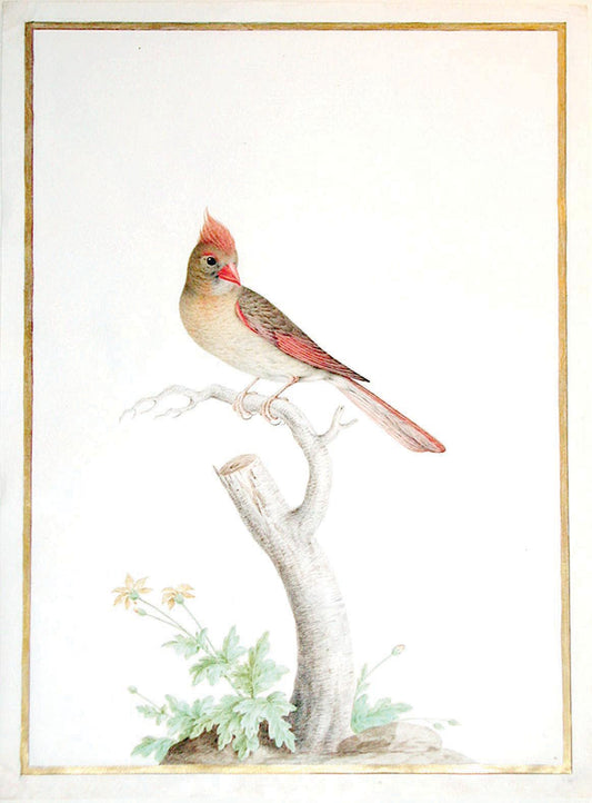 ROBERT, Nicolas (French, 1614-1685), Northern Cardinal (Female)