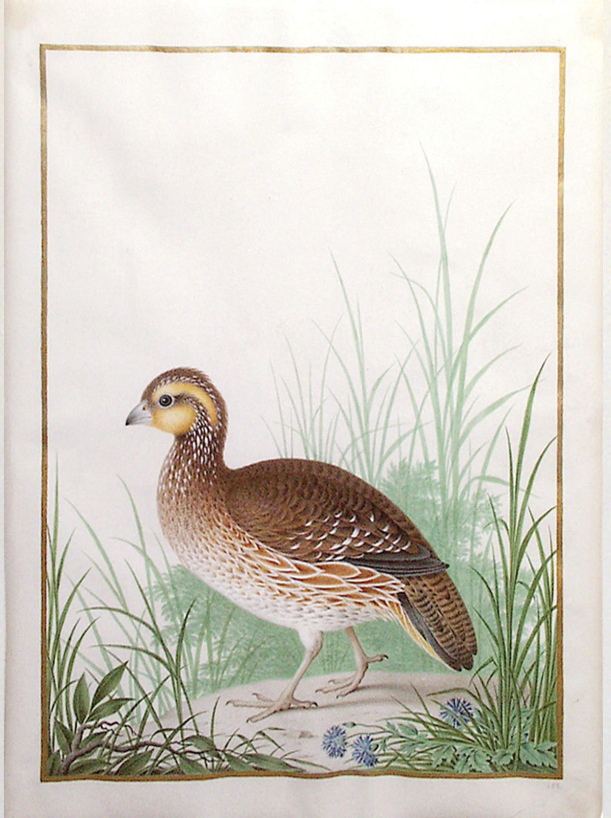 ROBERT, Nicolas (French, 1614-1685), Female Northern Bobwhite (Colinus virginianus) [Virginia Quial]