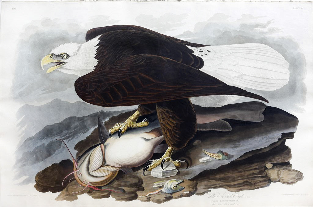 John James Audubon (1785-1851), Plate XXXI White-Headed Eagle