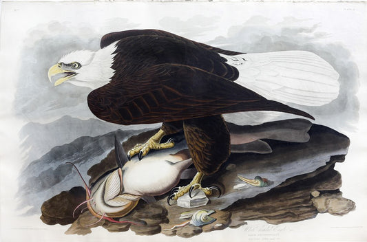 John James Audubon (1785-1851), Plate XXXI White-Headed Eagle